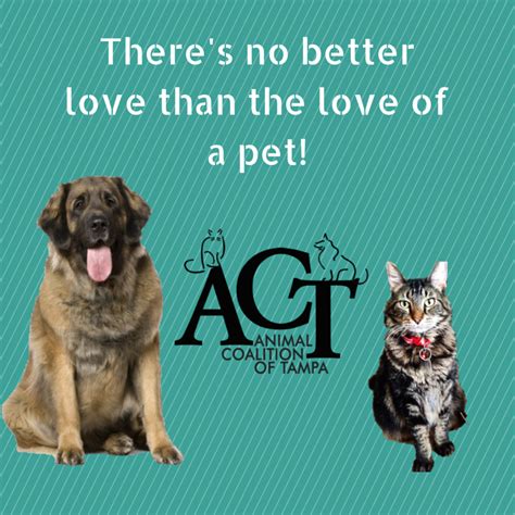 Animal coalition of tampa - These routine surgeries typically cost up to $200, depending on the vet and the facility. However, more affordable options are available to pet owners through lower-cost spay/neuter programs and clinics. To find a lower-cost spay/neuter clinic near you, please visit the ASPCA's Free and Low-Cost Spay/Neuter Database.